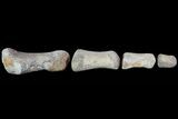 Composite Hadrosaur Finger - Alberta (Disposition #-) #71740-1